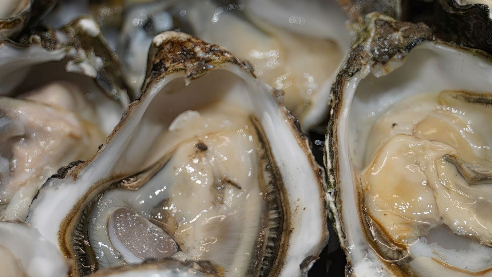 Frisch geöffnete Austern in der Schale — an der Oosterschelde wachsen sie wild am Deichfuß
