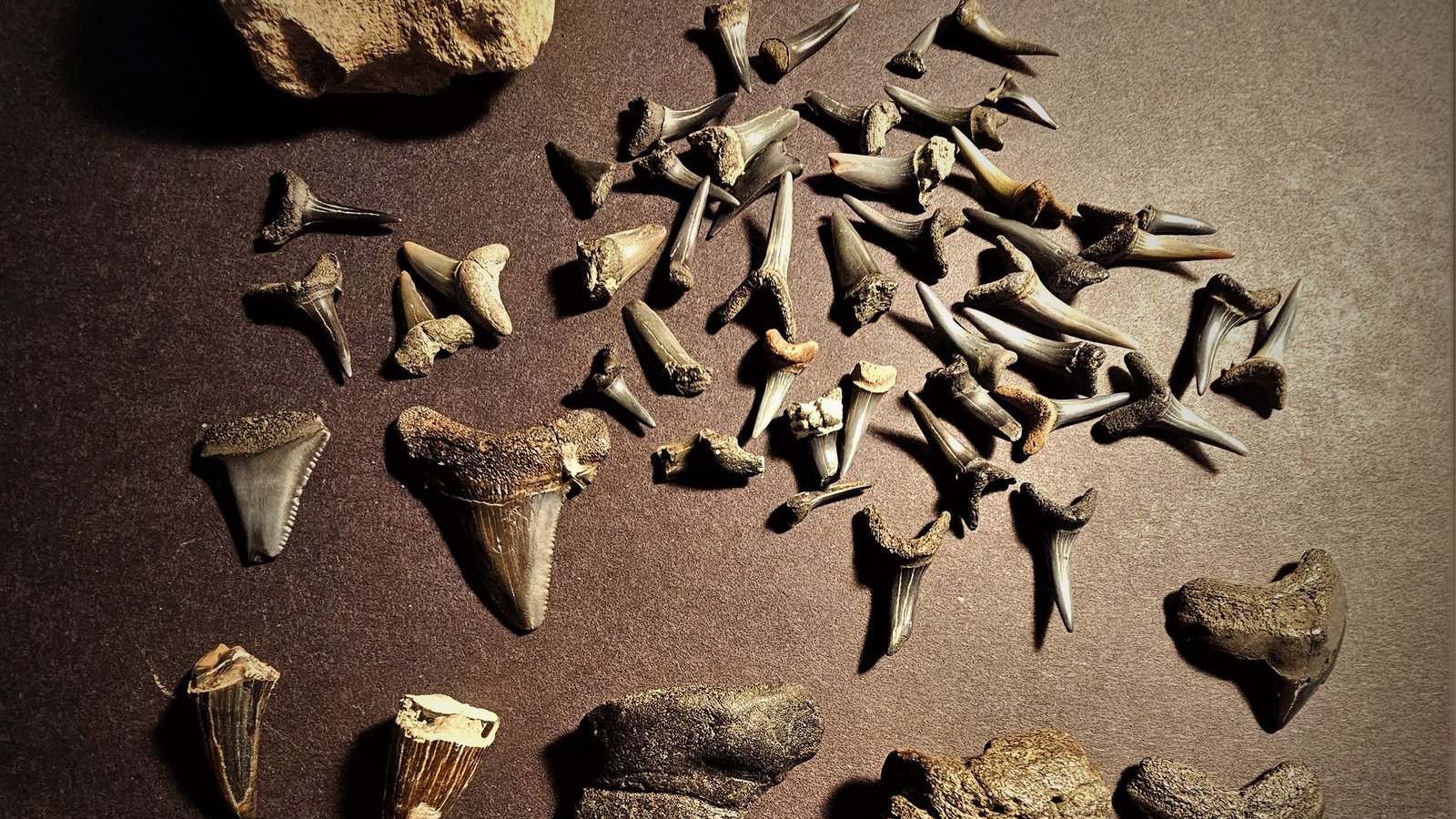Sammlung fossiler Haifischzähne und Fossilien — solche Funde sind am Strand von Cadzand möglich